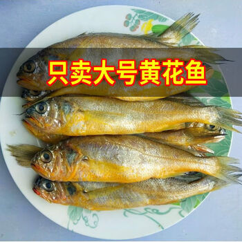 10斤小黄花鱼鲜美新鲜海鲜水产5斤1斤批发 1斤8/9条左右【图片 价格