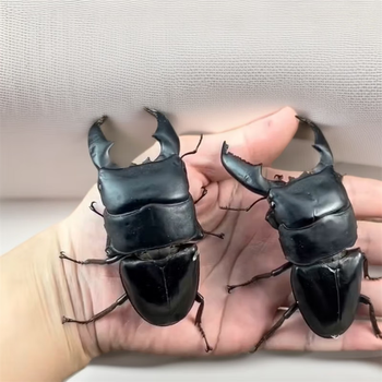 苏门答腊巨扁帝王巴拉望苏门巨扁锹形虫甲虫锹甲苏门幼虫 成虫50-60mm