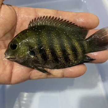 喷点菠萝鱼金菠萝鱼中型热带观赏鱼龙鱼配鱼活体 10-11cm钻石菠萝鱼1