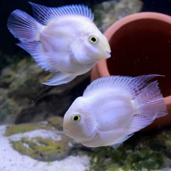 迷你鹦鹉鱼活鱼热带鱼种鱼一对可繁殖鱼苗躲避屋宝蓝白金活体宠物 白