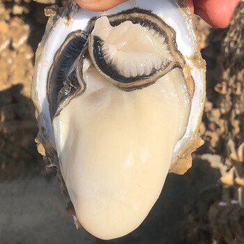 广东台山生蚝鲜活10斤超大蒜蓉牡蛎水产5斤湛江新鲜海鲜顺丰