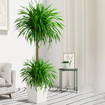 临雅龙血树盆栽绿植室内大型客厅大盆景真花龙铁龙须树办公室落地植物