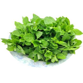 新鲜枸杞叶菜现摘嫩芽头野菜应季枸杞芽蔬菜1000g