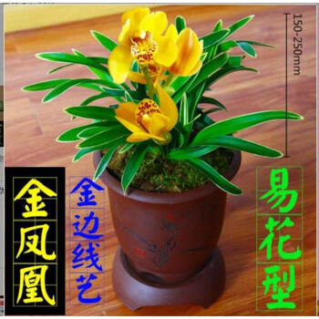 达摩冠 矮种金边四季兰花盆栽建兰室内好养 盆栽花卉 浓香型 金凤凰3