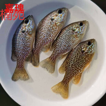 鱼苗金边杂交太阳鱼观赏鱼小型淡水养殖 3-6公分1000条【图片 价格
