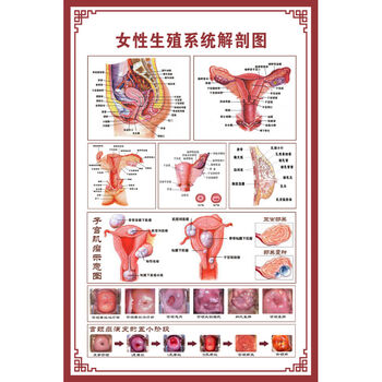 女性生殖系统解剖图 pp胶(背面带胶)40寸70x105cm