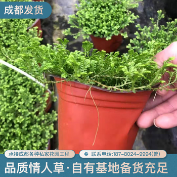 lngalandgre翠云草盆栽绿植绿地珊瑚蕨类盆栽翠云草情人草庭院造景