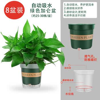 绿萝盆栽花卉植物室内吸绿萝长藤垂吊水培好养盆景大叶绿箩1绿加仑自吸水8盆 推荐 1壶 1液带盆栽好 图片价格品牌报价 京东