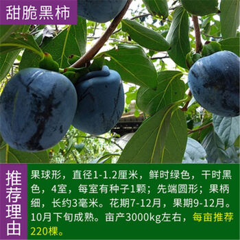 柿子树苗果树苗当年结果盆栽地栽黑柿甜柿脆柿南北方黑柿四年苗当年结果 买一发两棵 图片价格品牌报价 京东