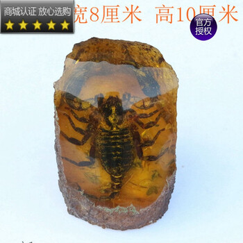 饰由美专卖 优选 人工琥珀原石动物带虫虫子标本昆虫真虫虫珀人造蜜蜡摆件图片色 图片价格品牌报价 京东