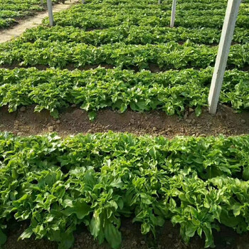 凤鸣雅世蔬菜种子西洋菜种子绿叶菜类组合日本冰菜种子日本京水菜 木耳菜四季播种春季夏季盆栽菜种子春季菜非洲冰草水晶冰菜种子1000粒袋批发价 图片价格品牌报价 京东