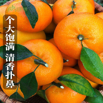 耙耙柑和沃柑哪个营养更好(耙耙柑和沃柑的营养)