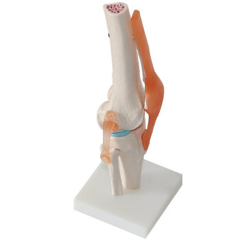 海医HeyModel人体膝关节模型膝关节髌骨韧带模型骨骼骨科模型骨伤科半月板软骨体育健康运动教学
