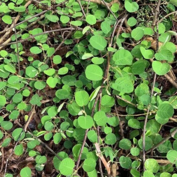 偉博廣金錢草種子 大葉金錢草 銅錢草連線草中藥材泡茶月亮草 野生廣