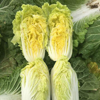 新鲜白菜小娃娃菜蔬菜包心娃娃菜农家自种结球菜整箱生鲜5斤娃娃菜