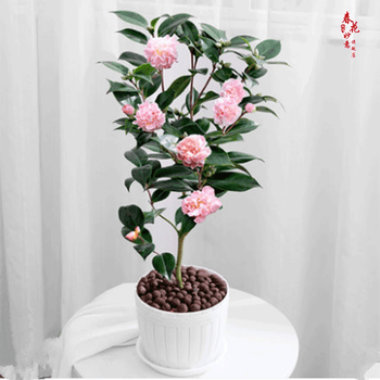 茶花树苗带花苞茶花盆栽绿植六角大红花苗五色赤丹花苗4年粉花带花苞不含盆 图片价格品牌报价 京东