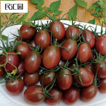 民汇园 蔬菜种子圣女果种子黑绿黄红色西红柿种子菜种子彩色小番茄籽 紫玫瑰番茄2g约600粒