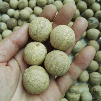 白玉菩提根菩提子白果原果直径11-30mm 菩提根大果原料菩提原籽手串