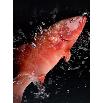 海魁牌东山岛现捕东星斑深海鱼鲜活红石斑鱼燕尾斑冷冻水产17斤