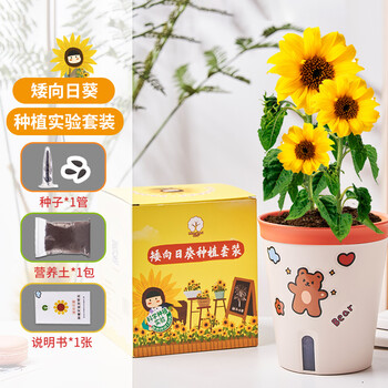 漫生活msh 0613 漫生活矮向日葵种子diy儿童趣味种植套装 花 盆 土 种子 贴纸 标签 试验种植盆栽礼物阳台种植幼儿园植物观察 行情报价价格评测 京东