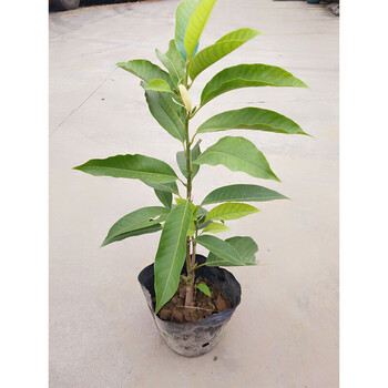 白兰花盆栽植物室内四季浓香型黄角兰树苗带花阳台庭院大型绿植白兰3