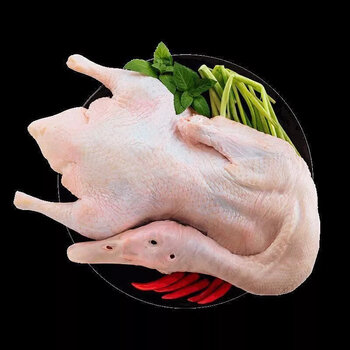 铭语然土鸭子杀前445斤左右整只老鸭麻鸭两年老鸭笨鸭散养土鸭445斤