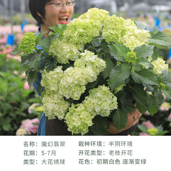 花苗无尽夏海妈花园阳台圆锥绣球大花绿植花卉盆栽魔幻翡翠15cm含盆