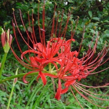 醉花春彼岸花种球盆栽曼珠沙华种子盆栽四季曼陀罗花卉绿植石蒜种根当年开花朱砂单棵种球一个 图片价格品牌报价 京东