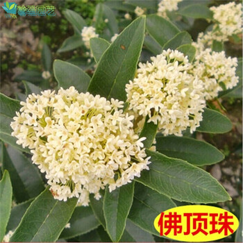 嫁接金桂花树苗四季桂浓香型月桂树苗桂花树苗丹桂沉香桂日香桂八月桂盆栽庭院别墅风景树佛珠2年嫁接苗不含盆 图片价格品牌报价 京东