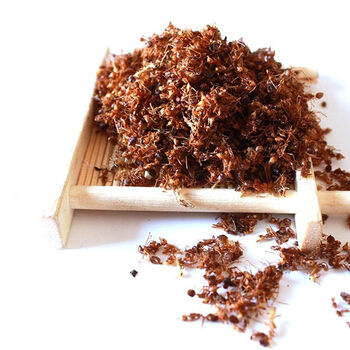 中药材长白山红蚂蚁 黄蚂蚁 黑蚂蚁新鲜干货可泡酒入药滋补 黑蚂蚁