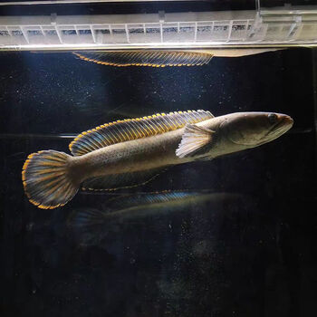 雷龙鱼七彩鱼淡水凶猛观赏鱼彩虹雷龙冷水耐养奶茶原生大型凶猛鱼 大