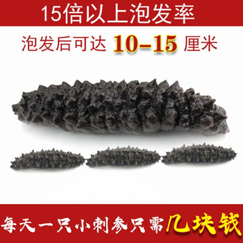南美豹进口土耳其海参 野生淡干海参无刺米刺参非即食500g可礼盒装 有