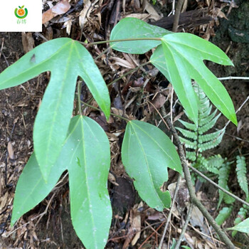 野生枫荷梨 正宗偏荷枫 半荷枫 半荷枫 干品