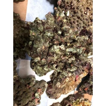 活石造景印尼石爆藻精选高钙过滤生物海水死石爆藻珊瑚精选活石十斤