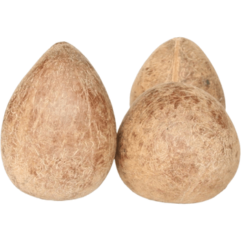 伟博印度椰子新鲜印度椰子皇海底椰干吃海椰皇煲汤椰皇火锅印度椰皇