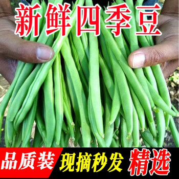 现摘现发云南四季豆角新鲜应季蔬菜批发嫩无筋豆刀豆芸豆扁豆3斤精选