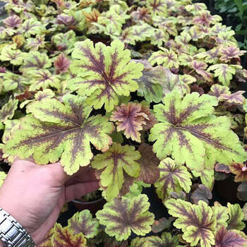 大苗矾根多色观叶植物绿植大小组合套餐盆栽庭院冬季耐寒花卉黄金斑马