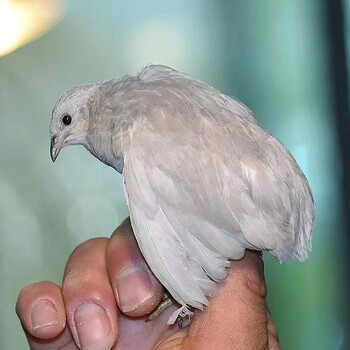 网红芦丁小鸡活物宠物活鸡脱温德系迷你鸡活体鹑鹌蓝胸桂花雀观赏鸡卢