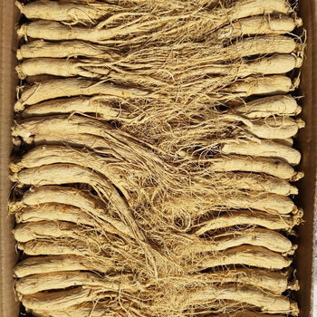 有仁堂人参长白山干人参野参白参整支东北泡酒煲汤园参8年生晒参精选