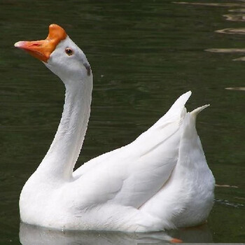 一斤鹅苗鹅活苗大种白鹅苗大白鹅苗活苗三花鹅白鹅苗五龙鹅百子鹅