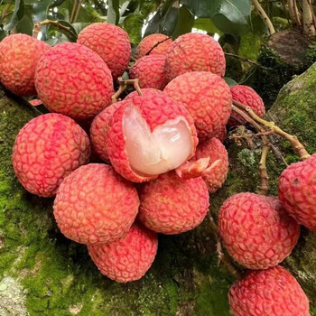 广东茂名荔枝新鲜当季孕妇水果现摘白糖罂不泡水荔枝 深山老树荔枝【2