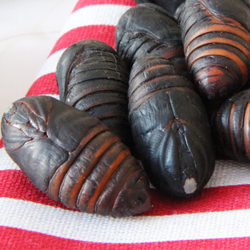 东北特产柞蚕蛹新鲜鲜活黑蚕蛹美味大蝉蛹茧蛹子非即食2斤