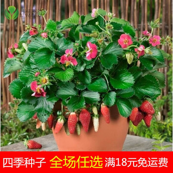奶油草莓种子四季种易活多肉花种子室内室外盆栽蔬菜阳台家庭美特莱特