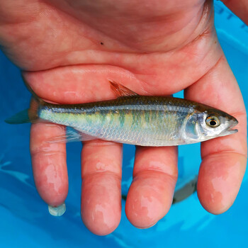 长鳍橙斑红尾异鱲宽鳍激流马口桃花鱼溪流原生冷水观赏鱼 长鳍鱲(大)9