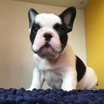 【30天保障】法牛犬幼犬纯种宠物狗狗法国斗牛犬活体幼崽法斗幼犬小型