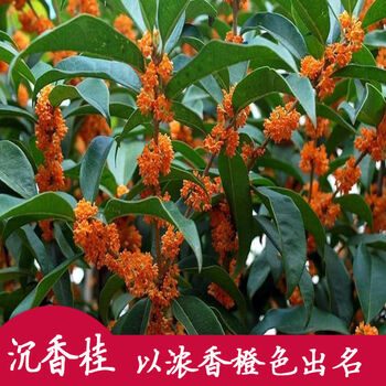 八月桂浓香庭院耐寒地栽庭院大桂花树苗 沉香桂【秋季开花】浓香型 6