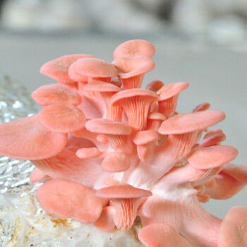 食用菌棒菌种菌包红平菇蘑菇农产品玫瑰蘑菇菌种子多肉