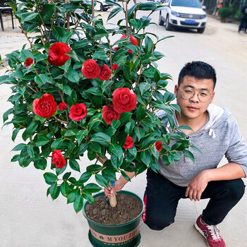 香妃山茶花树苗盆栽花卉大型室内庭院植物耐寒盆景带花苞四季开花耐冬茶花 1公分粗 不含盆 图片价格品牌报价 京东