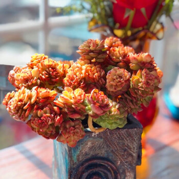 4年黄金蜡牡丹13cm左右 不含盆