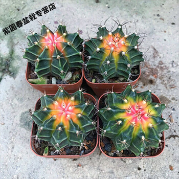 园艺稀有牡丹锦实生彩色仙人球开花仙人掌办公室多肉植物盆栽花牡丹锦4 5cm 四颗 裸根不带土 图片价格品牌报价 京东